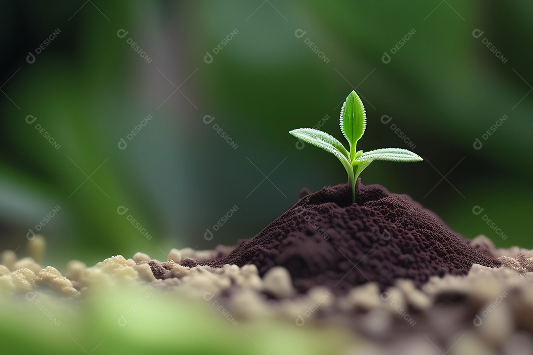 Pequena planta crescendo no solo