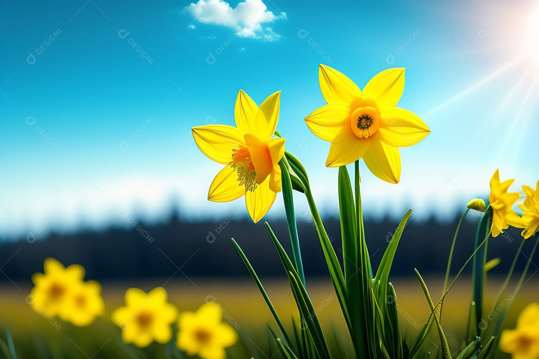 A primavera floresce narcisos amarelos no fundo do céu azul