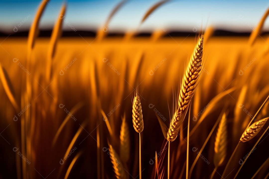 Campo com espigas de trigo