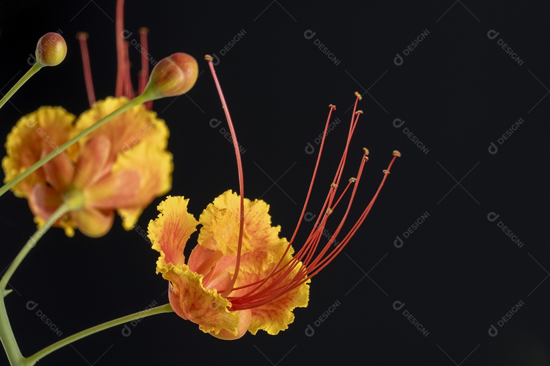 Flor de árvore conhecida como extravagante em fundo escuro