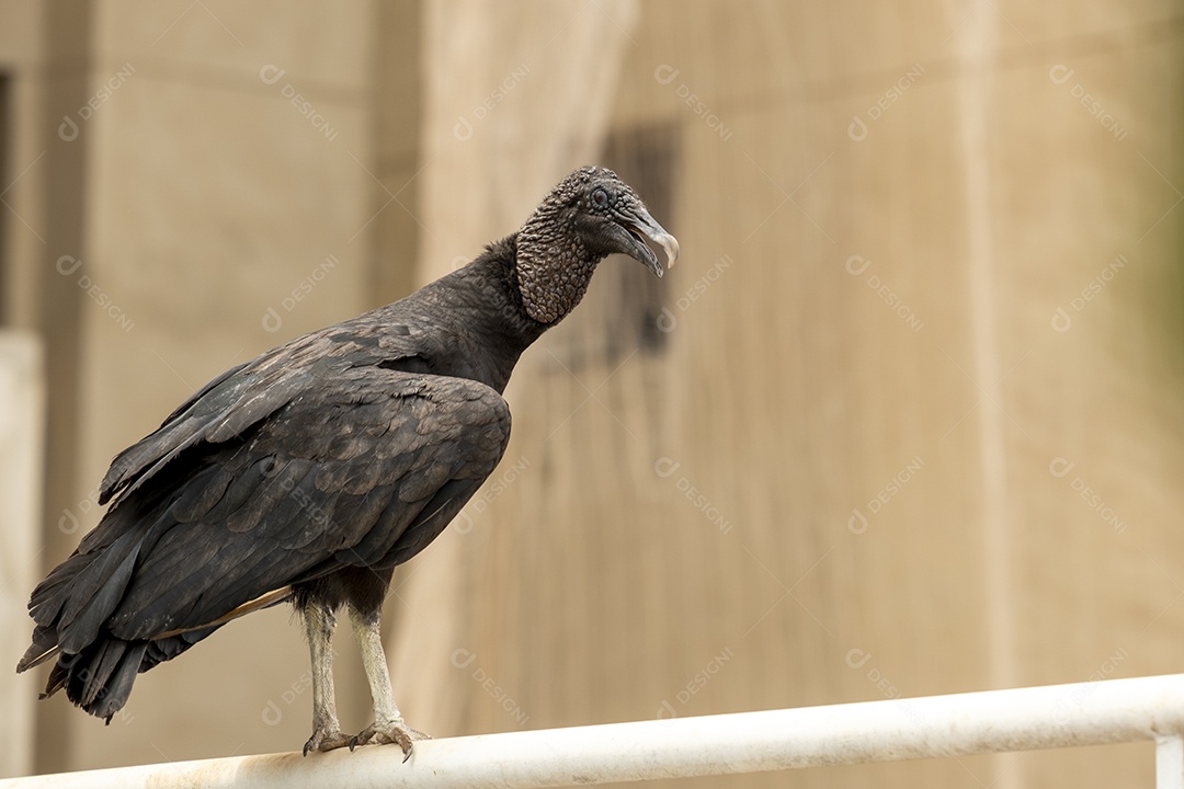 Abutre empoleirado em uma grade no topo de um prédio