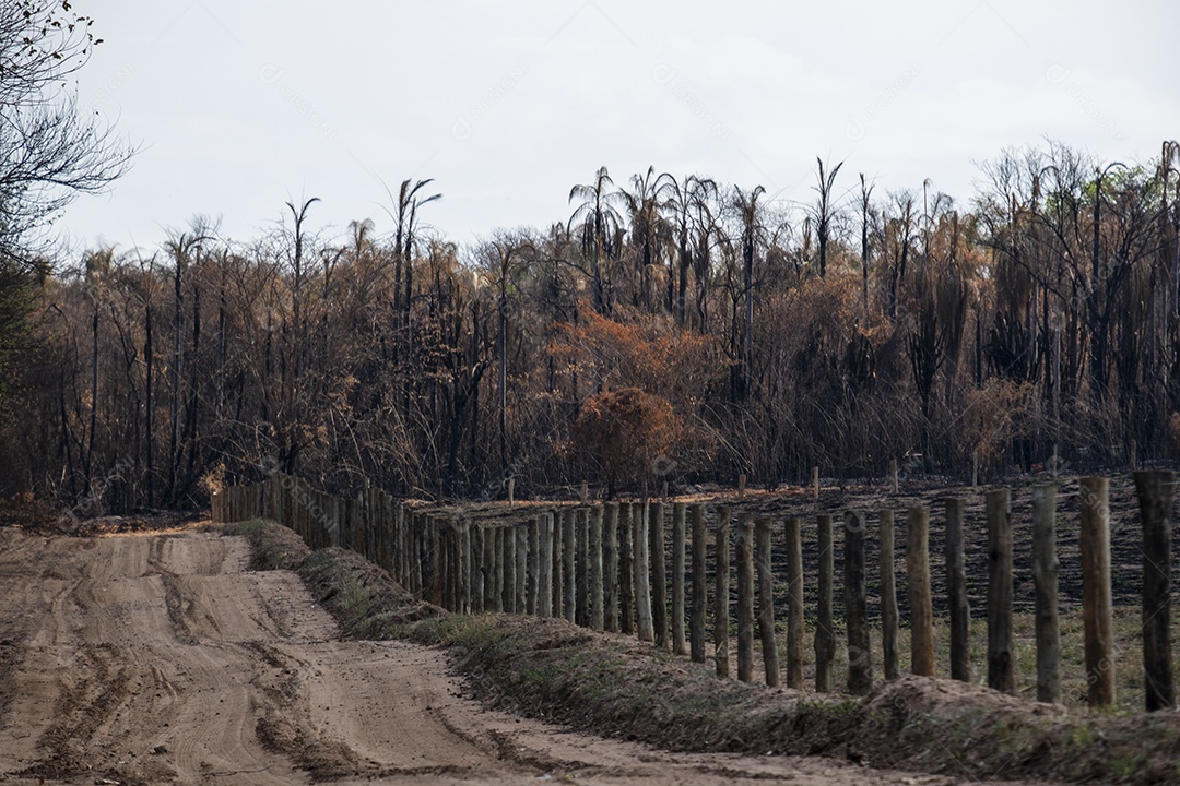 Estrada de terra com vegetação toda queimada após incêndio