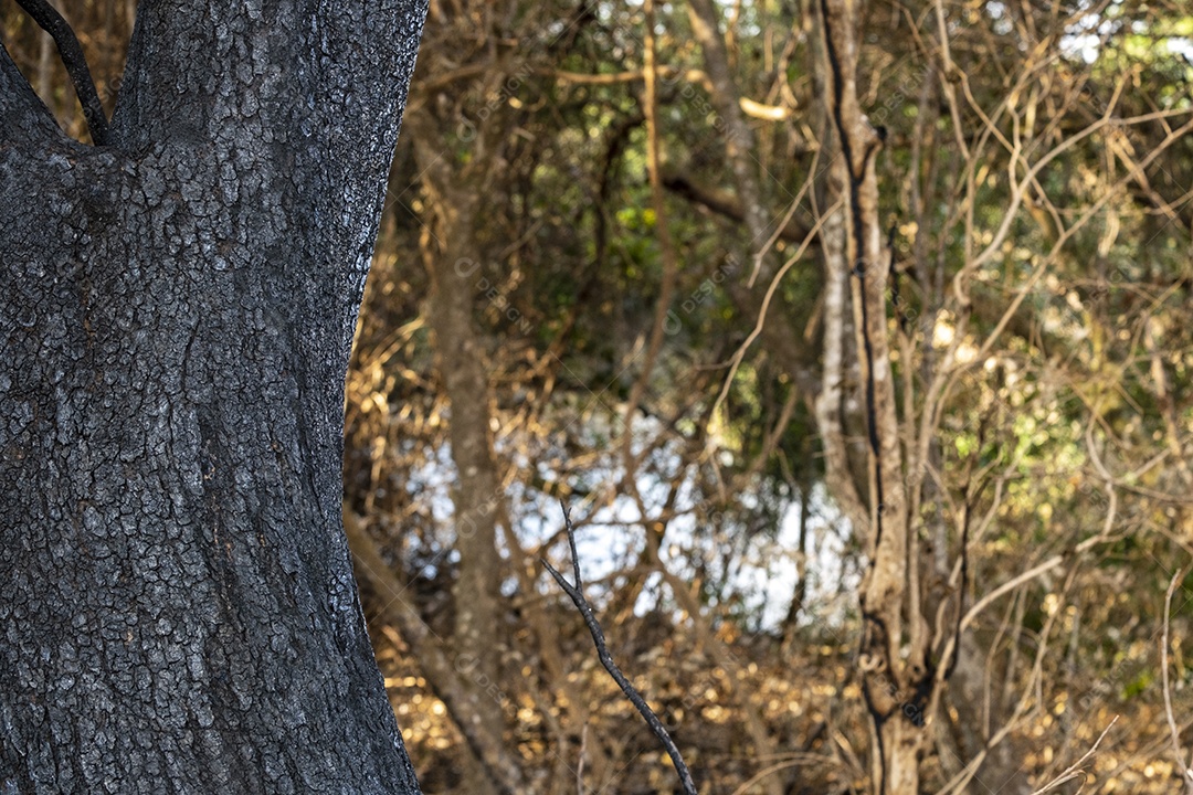 Tronco de árvore queimado em primeiro plano com vegetação ao fundo