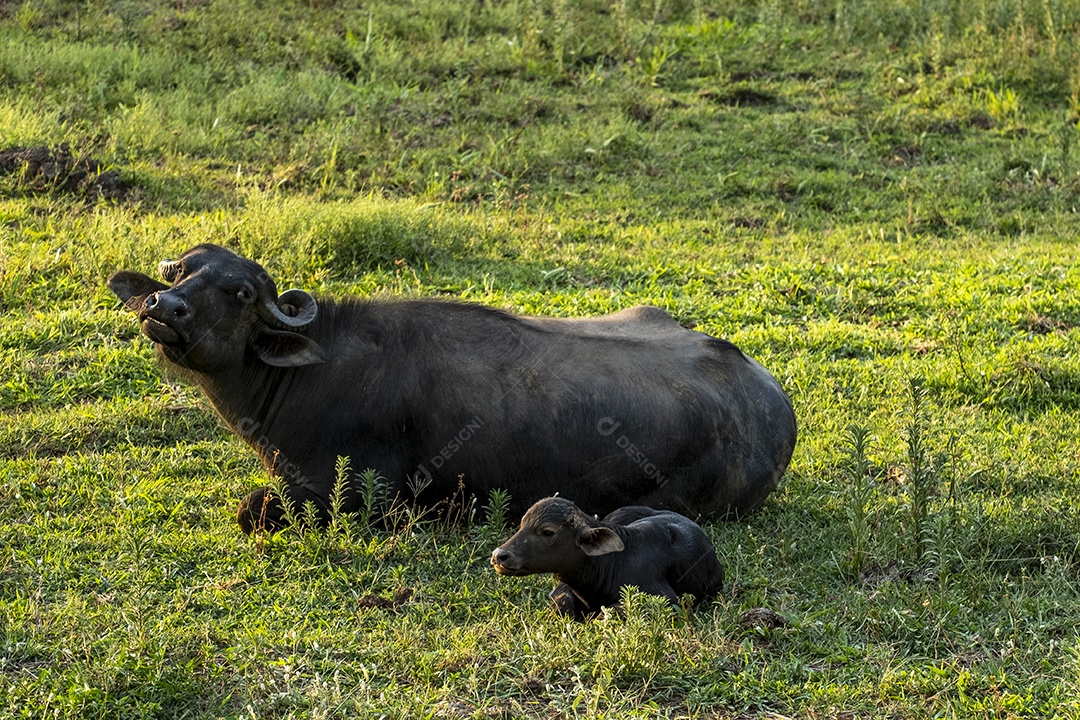 Búfalo e seu bezerro deitado no pasto