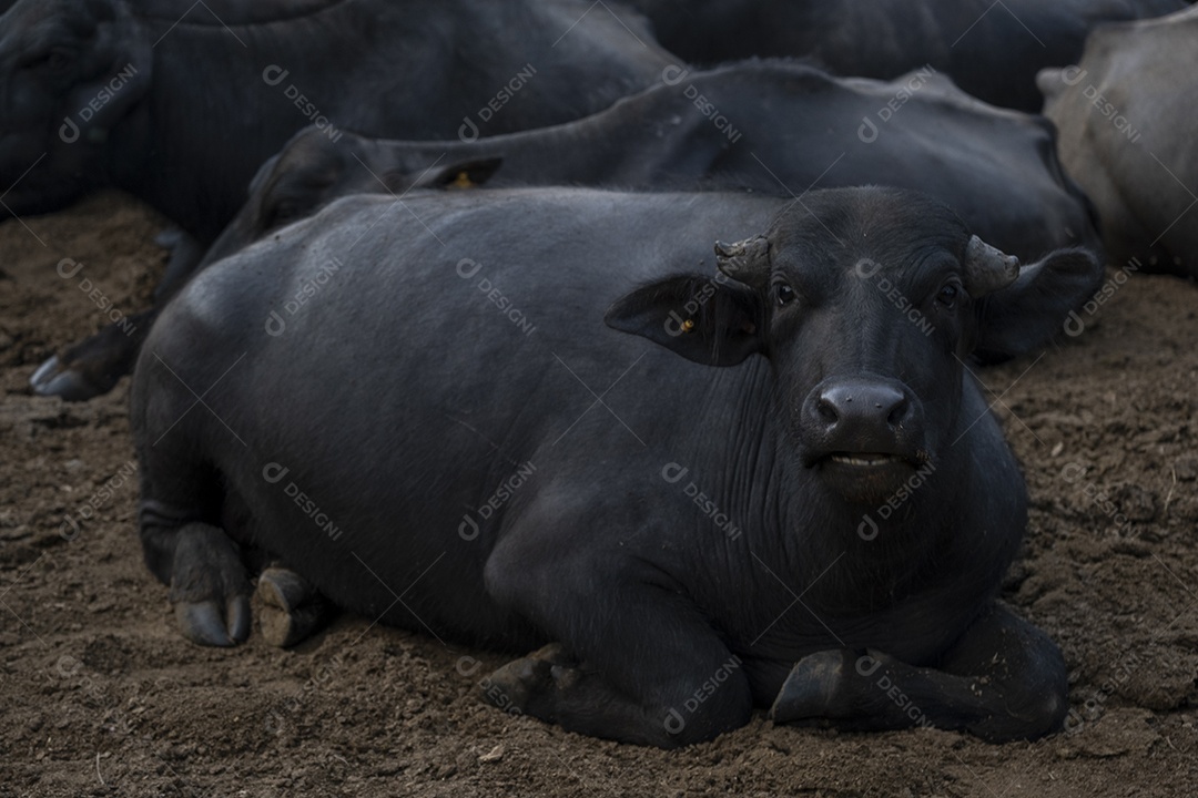 Búfalo deitado no pasto com outro búfalo ao fundo