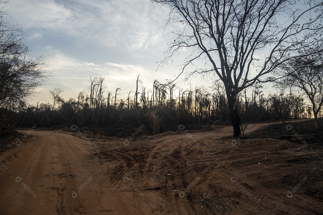 Estrada de terra com vegetação toda queimada após incêndio