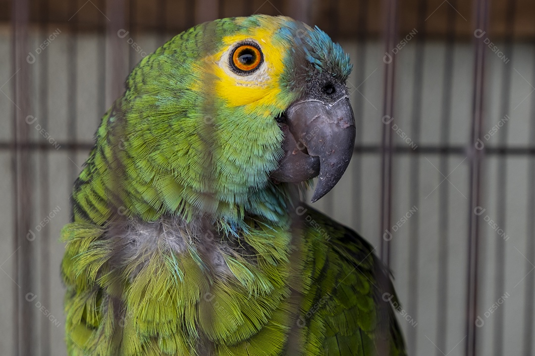 Uma pobre arara verde e amarela em uma gaiola