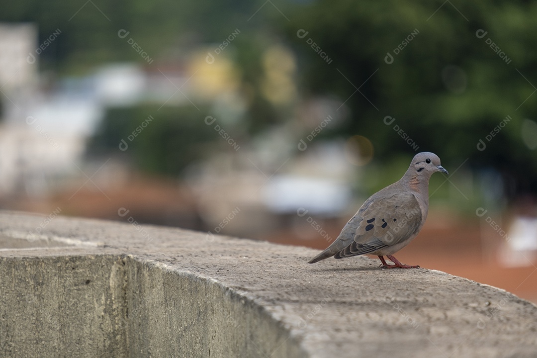 Pequena pomba empoleirada em uma borda no topo de um edifício