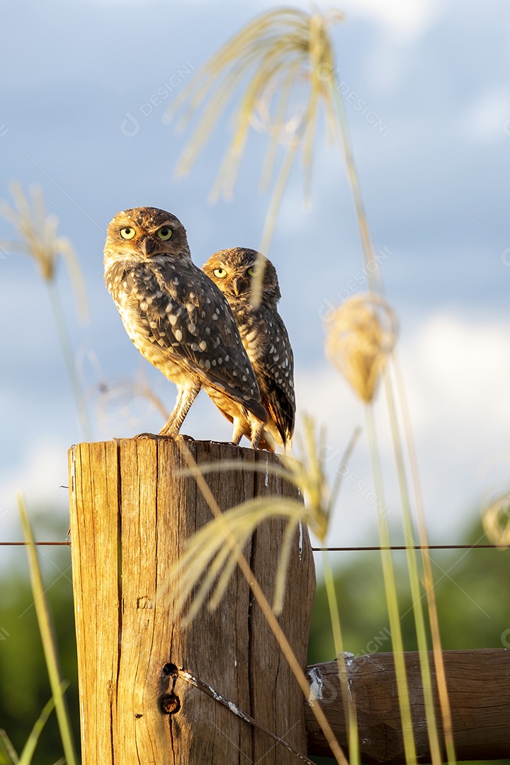 Casal de corujas empoleiradas em postes de vedação