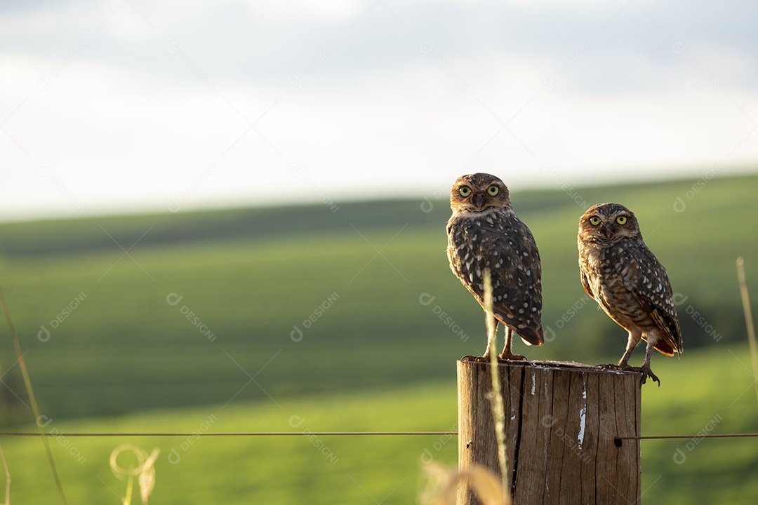Casal de corujas empoleiradas em postes de vedação