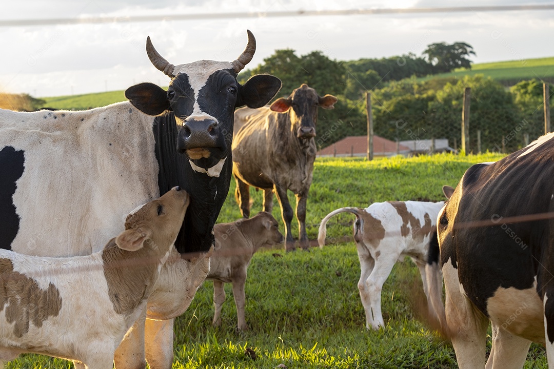 Vacas e bezerros em um pasto cercado