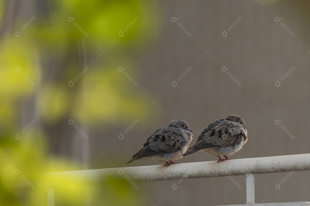Duas pequenas pombas descansando em uma grade no topo de um prédio