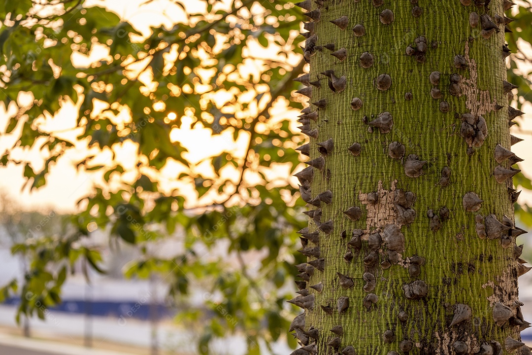 Parte do tronco de uma paineira com a luz do sol do entardecer