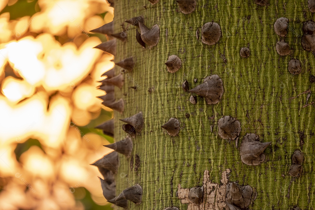 Parte do tronco de uma paineira com a luz do sol do entardecer