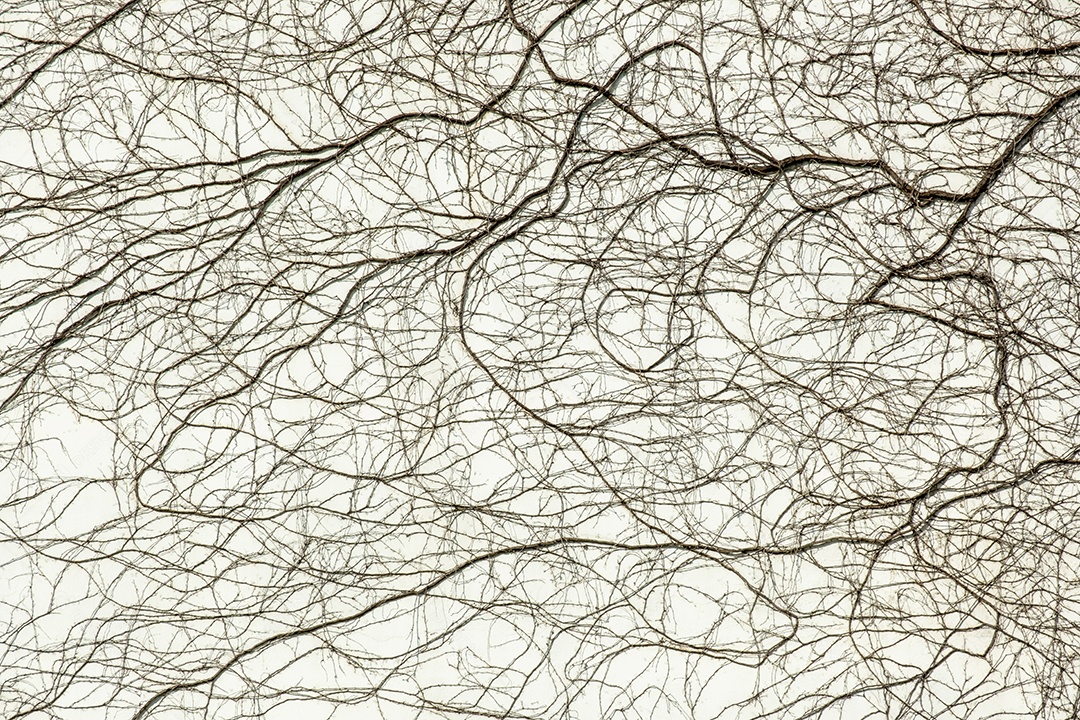 Parede branca com raízes de plantas trepadeiras