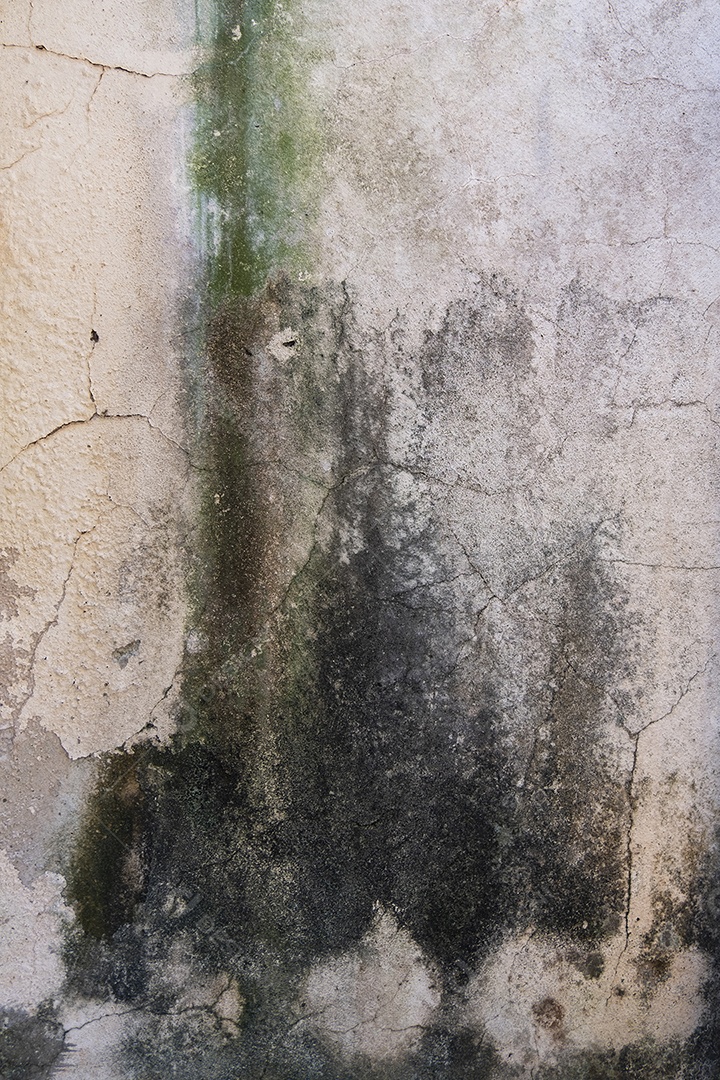 Parede verde-acinzentada com umidade, mofo e musgo