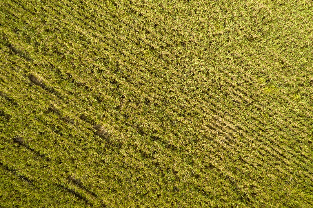 Vista aérea do canavial na manhã ensolarada