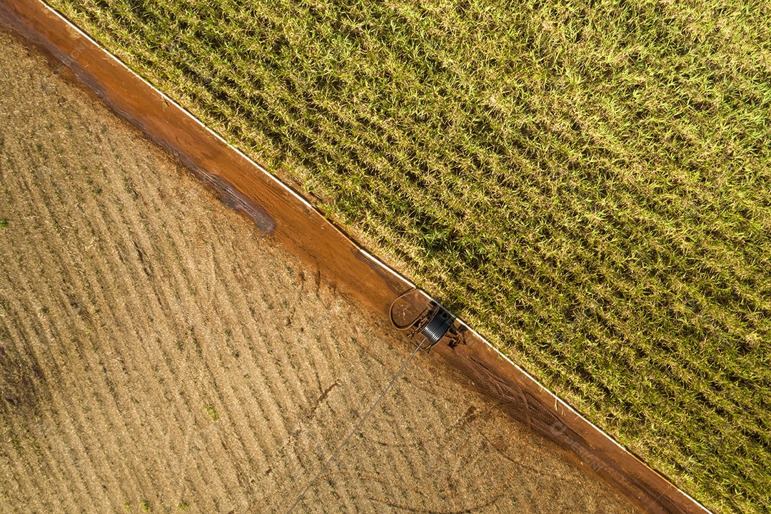 Vista aérea do canavial na manhã ensolarada