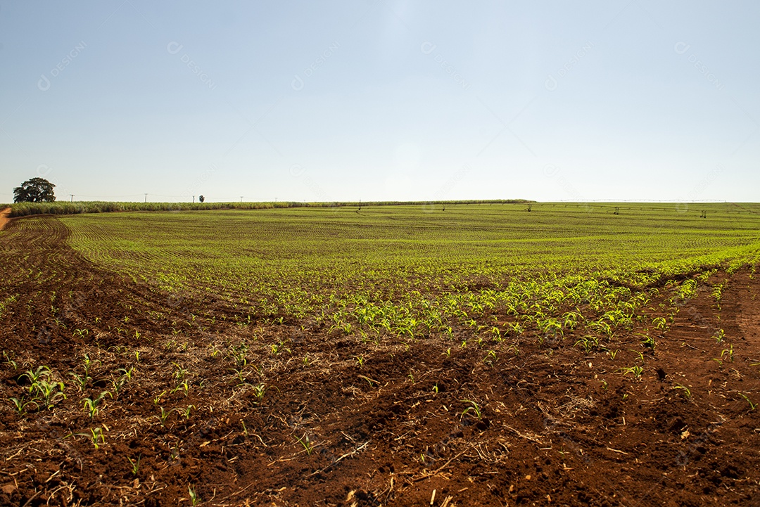 Plantação de milho com plantas ainda pequenas