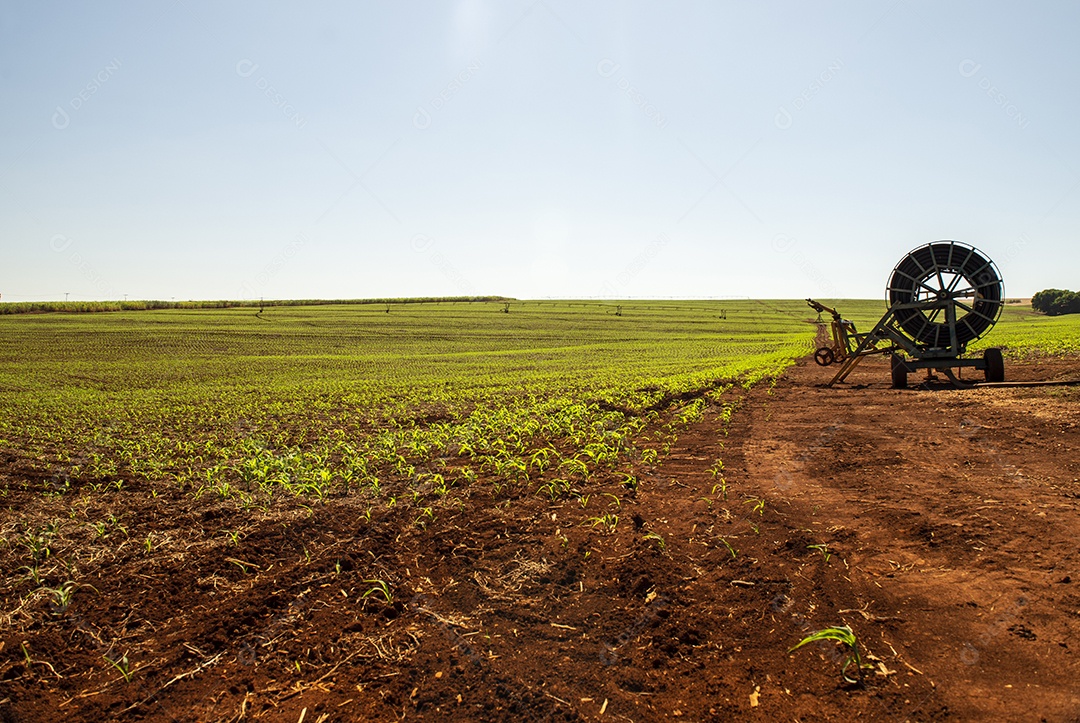 Plantação de milho com plantas ainda pequenas