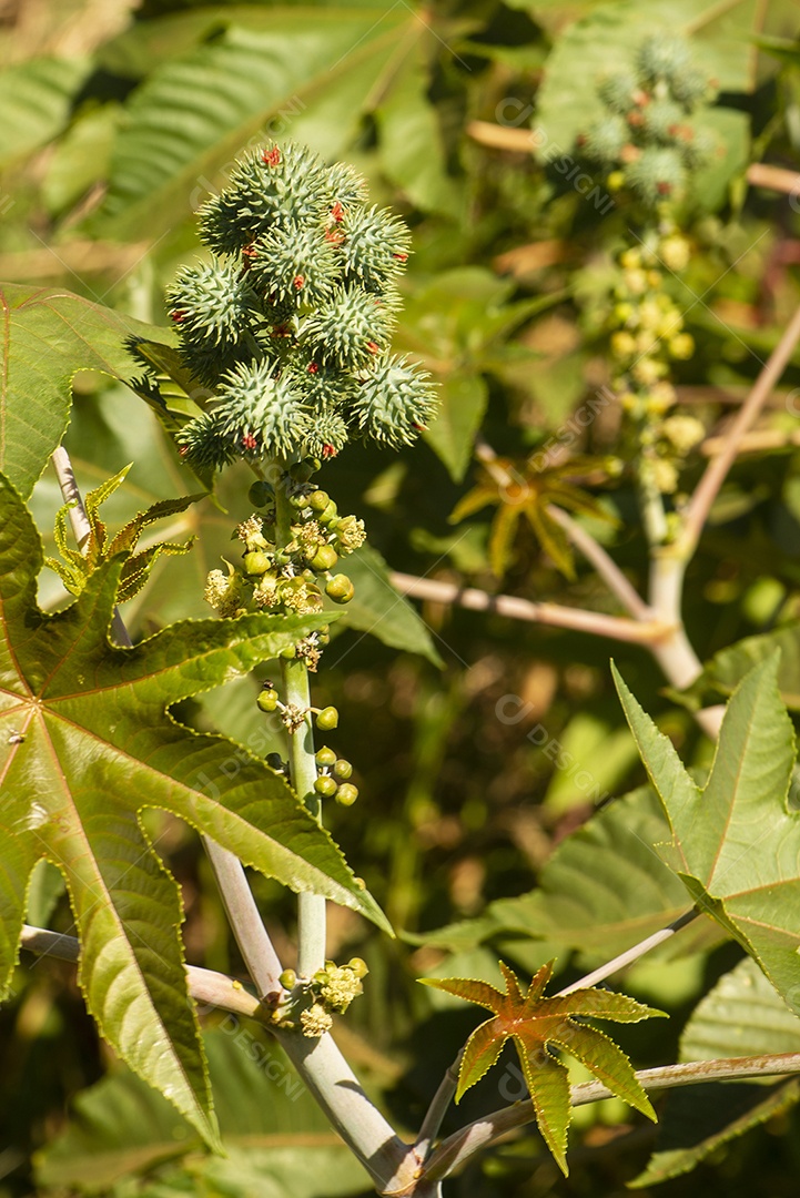 Planta de mamona com sementes