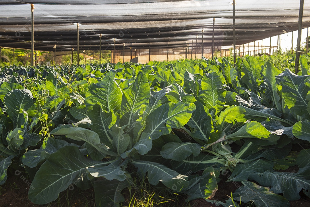 Estufa com plantas que produzem couve-flor