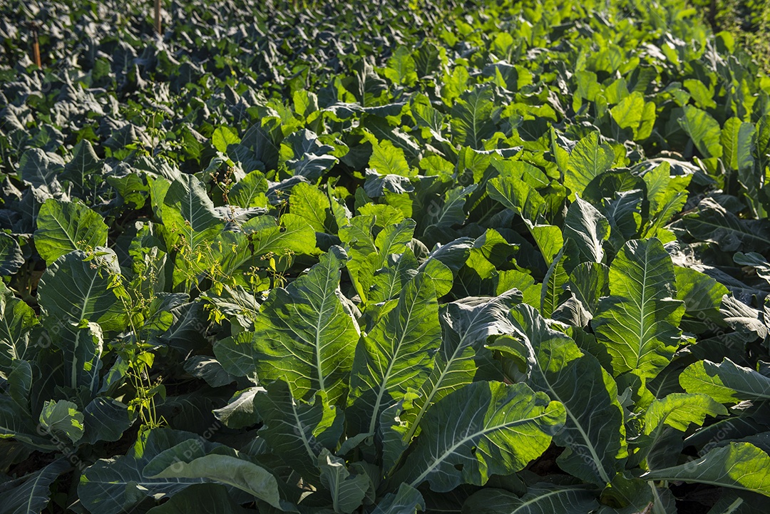 Estufa com plantas que produzem couve-flor