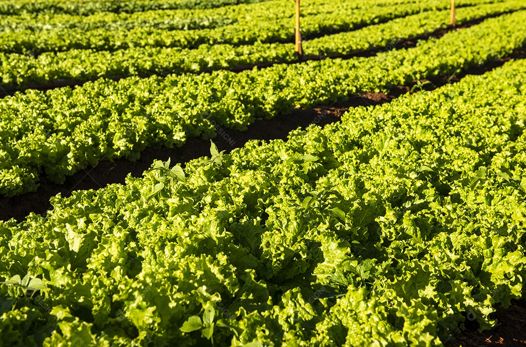 Horta com canteiros produzindo alface crespa