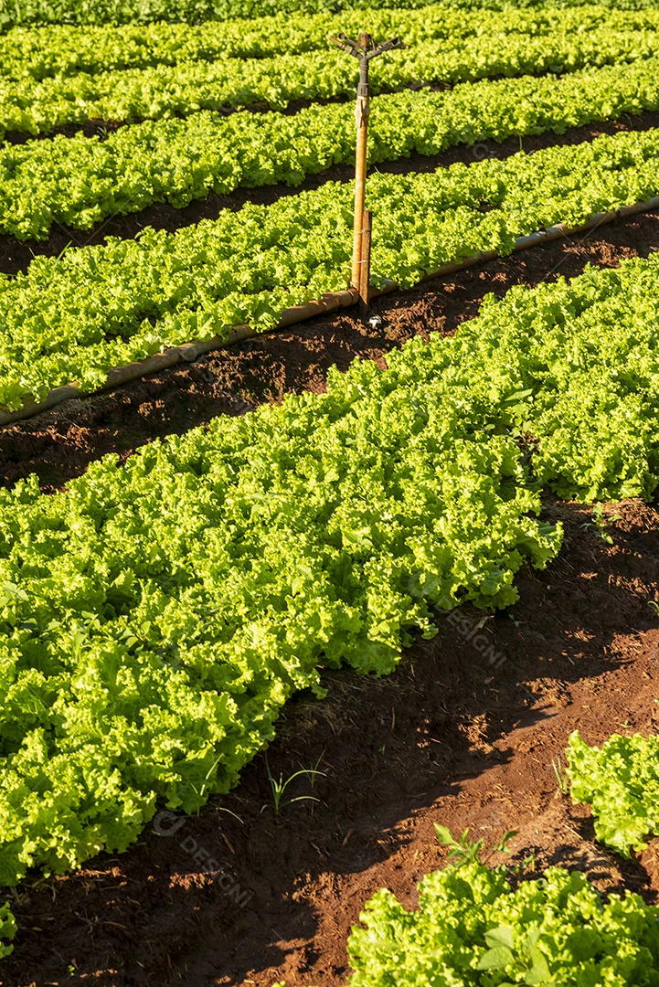 Horta com canteiros produzindo alface crespa