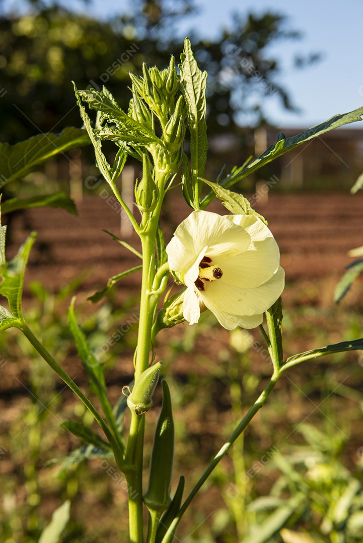 Aando com plantas que produzem quiabo