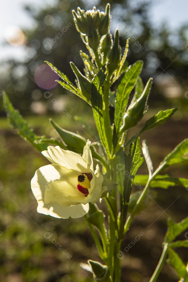 Aando com plantas que produzem quiabo
