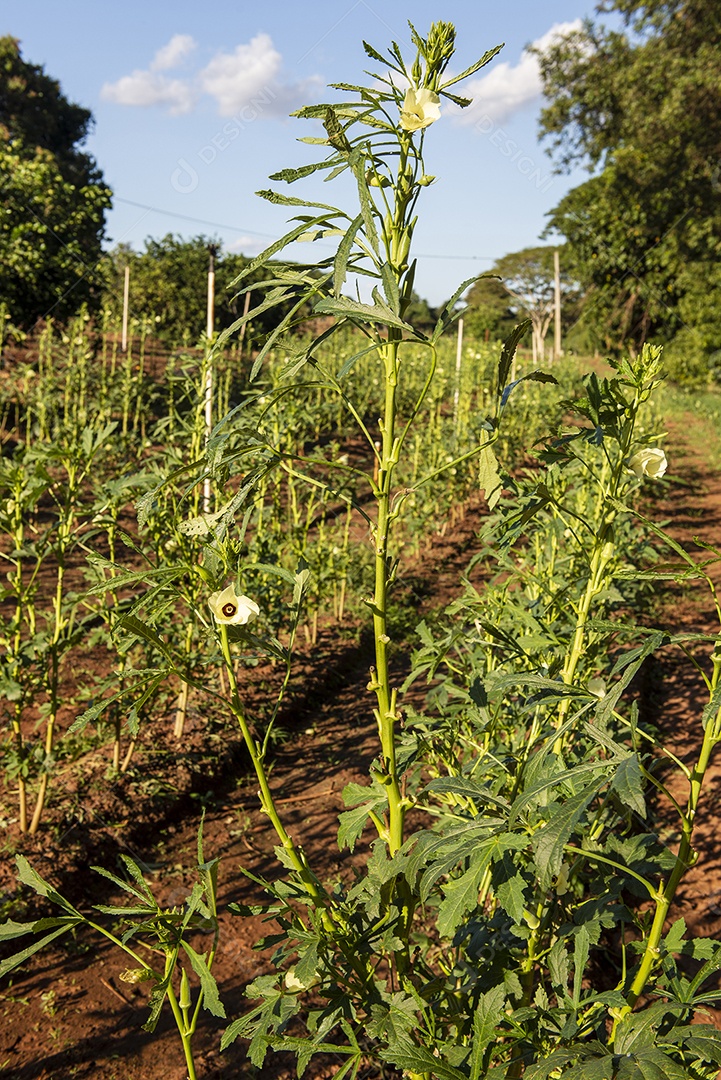 Arando com plantas que produzem quiabo