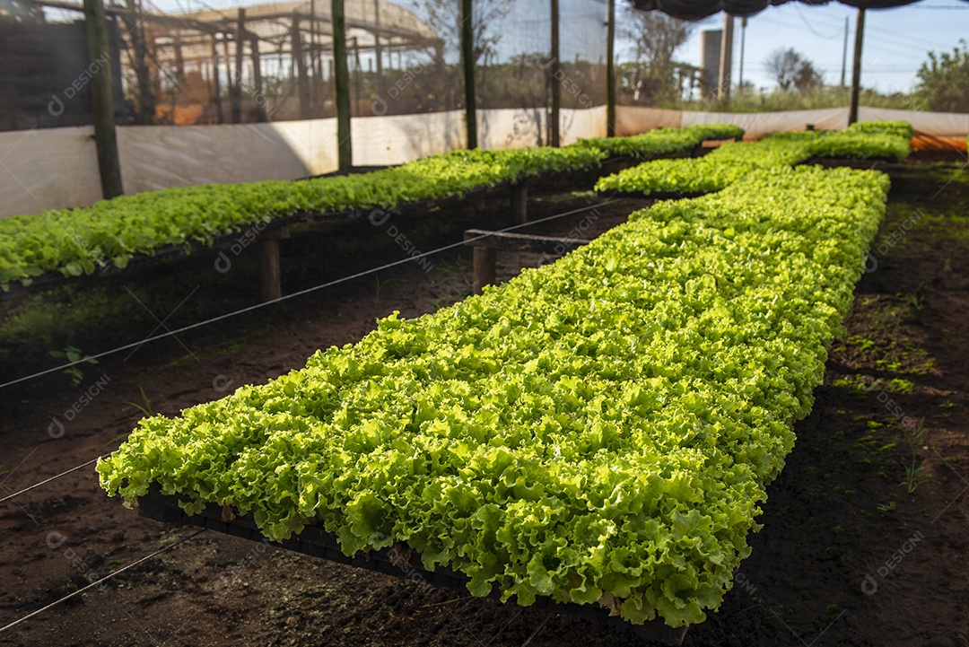 Estufa para produção de alface crespa