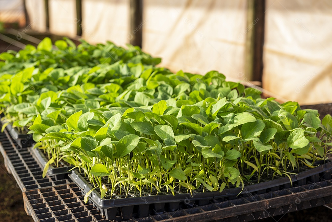 Estufa para a produção de amêndoa