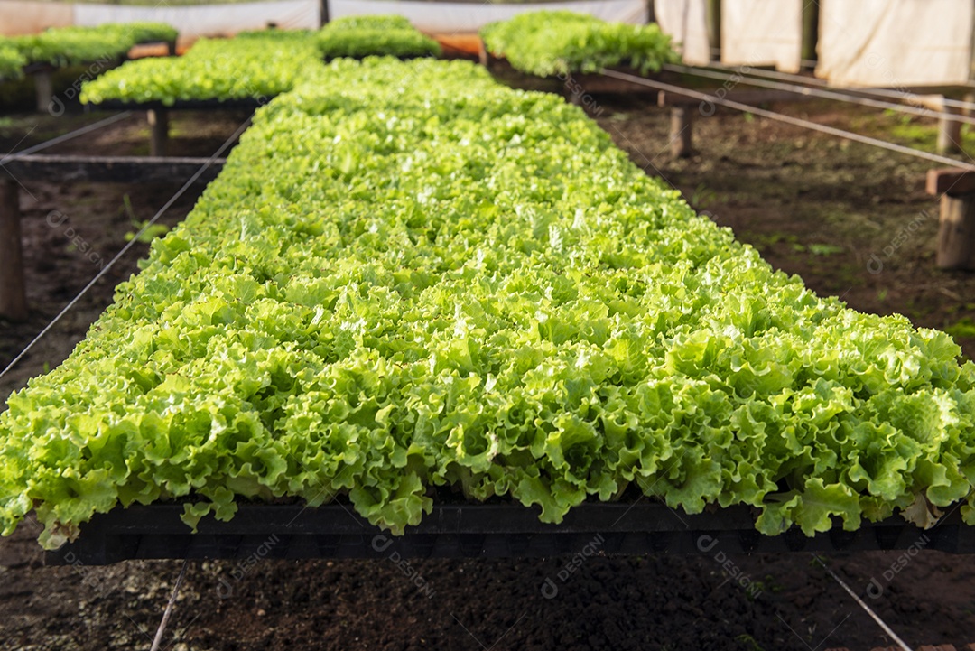 Estufa para produção de alface crespa