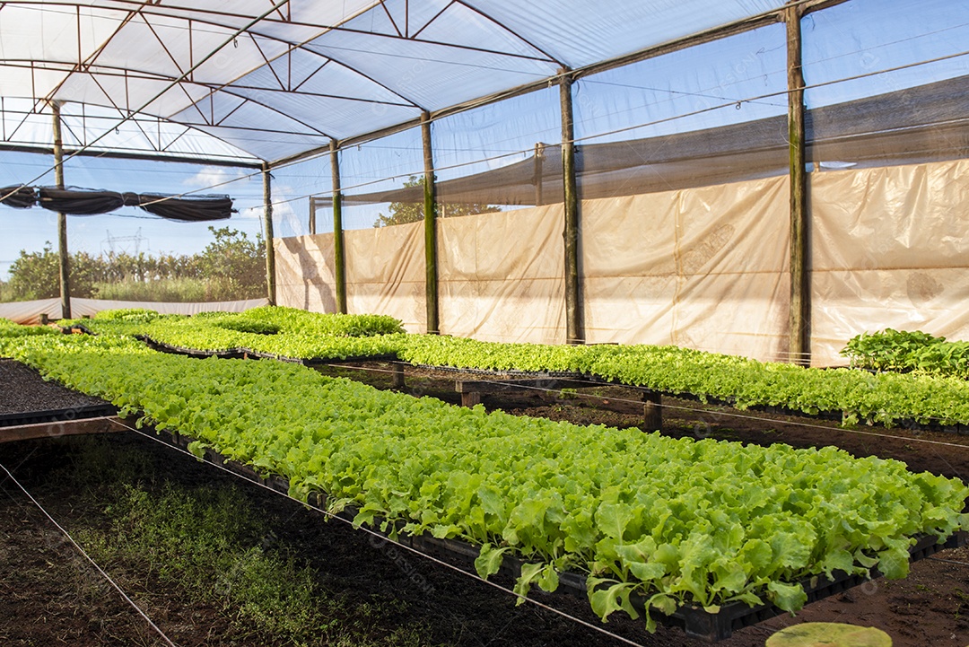 Estufa para produção de alface crespa