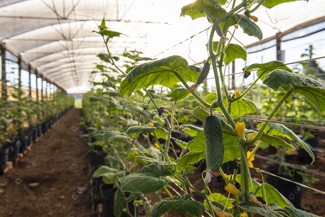 Estufa com planta que produz pepino
