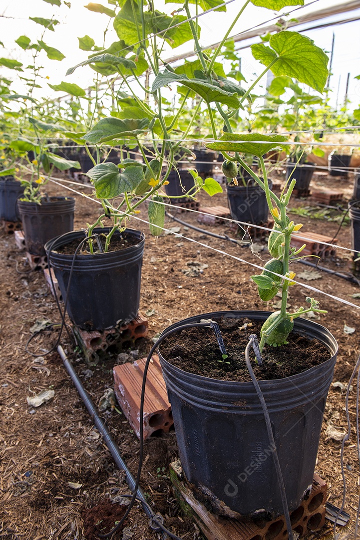 Estufa com planta que produz pepino