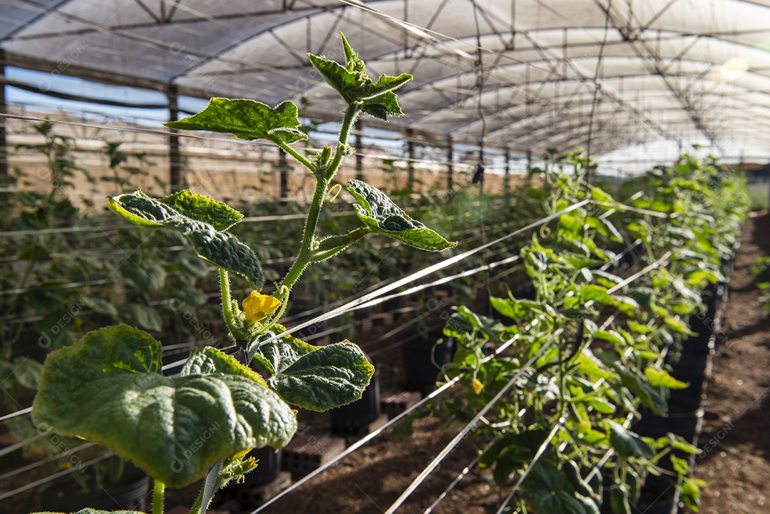 Estufa com planta que produz pepino