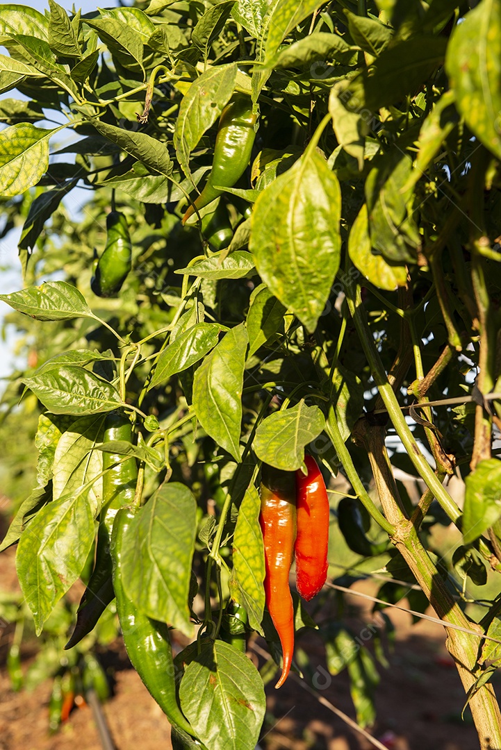 Planta produtora de pimenta conhecida como pimenta dedo de moça