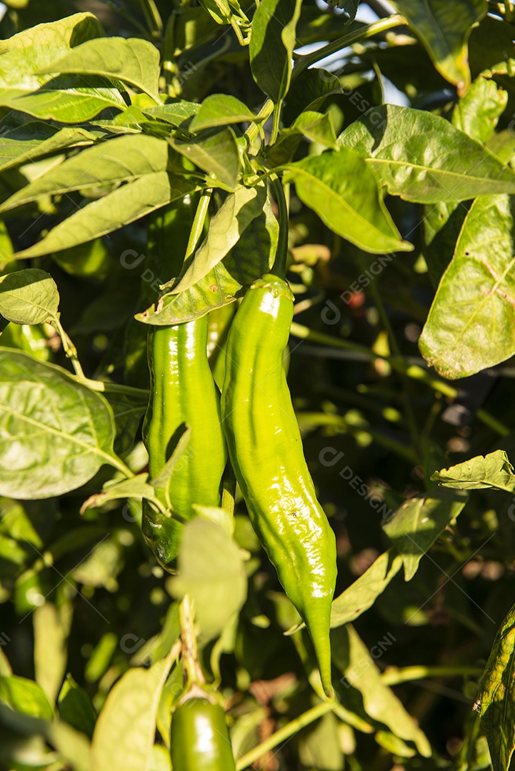 Planta produtora de pimenta conhecida como pimenta dedo de moça
