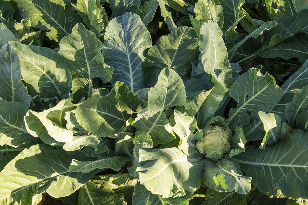 Estufa com plantas que produzem couve-flor