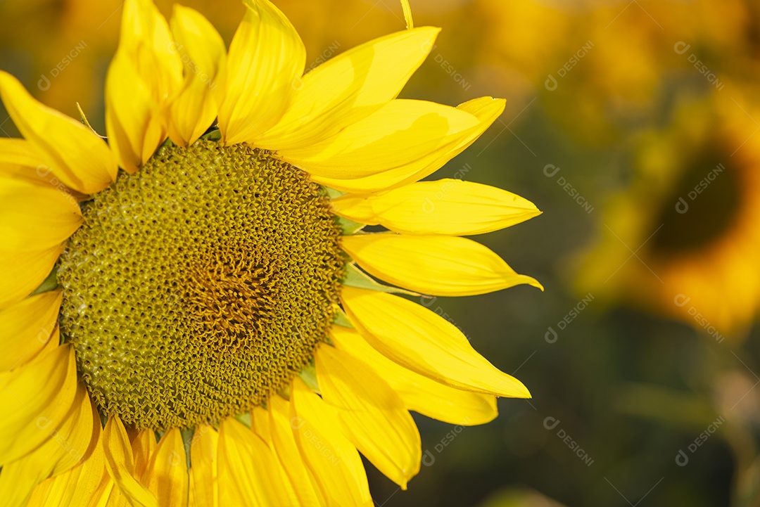 Flor de girassol em primeiro plano com plantação ao fundo
