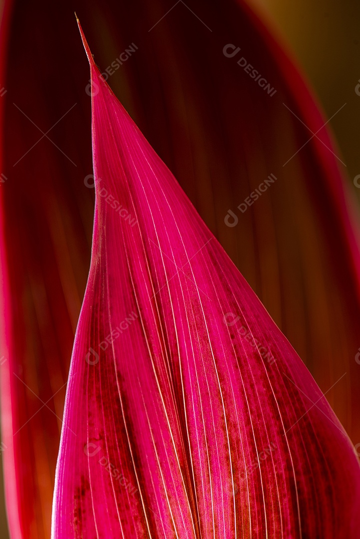 Folhagem de palmeira de lírio de cor roxa