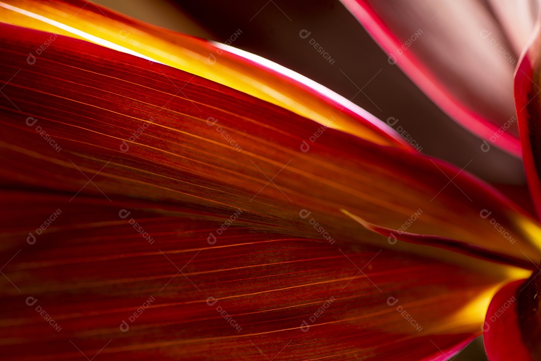 Folhagem de palmeira de lírio de cor roxa