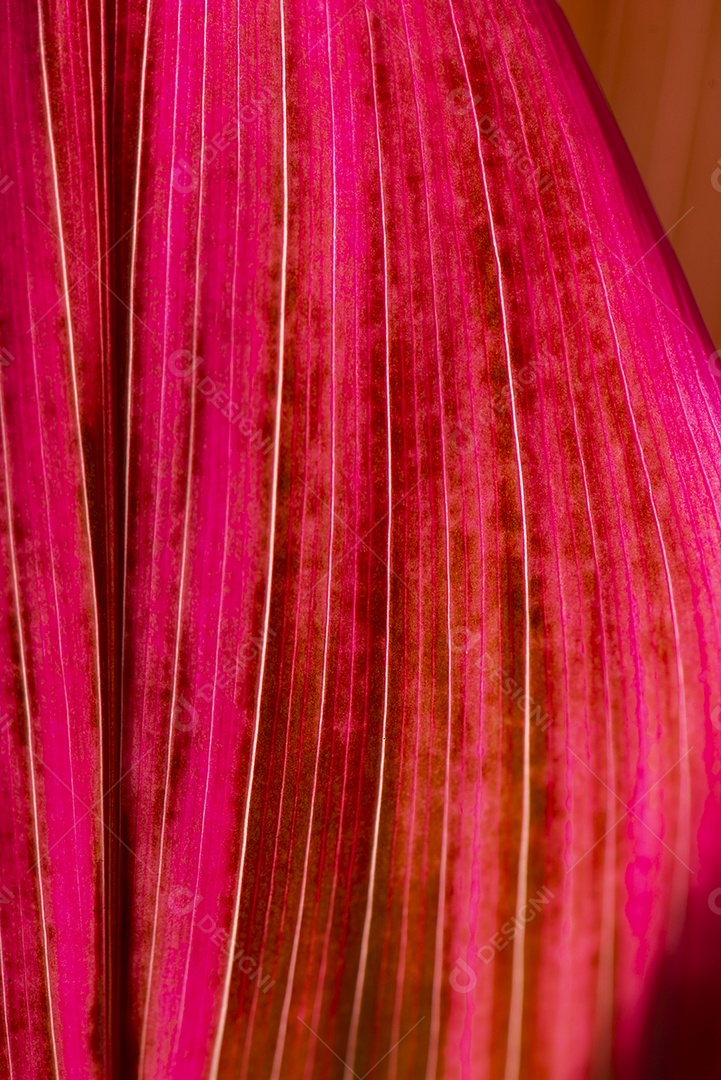 Folhagem de palmeira de lírio de cor roxa