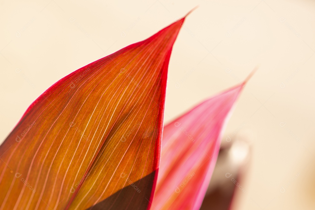 Folhagem de palmeira de lírio de cor roxa