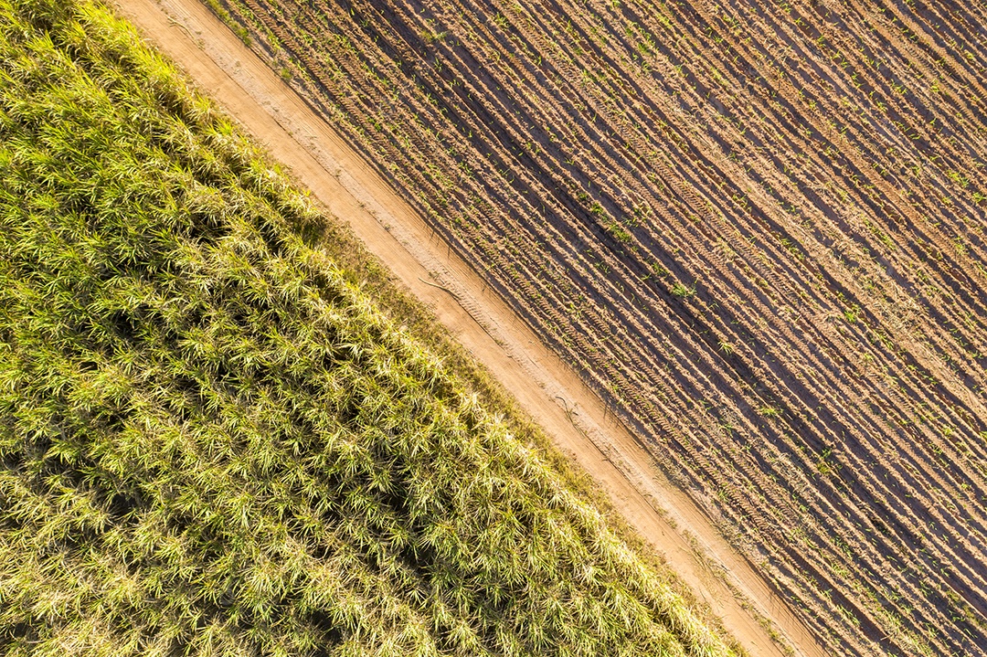 Vista aérea de um canavial com plantas jovens de um lado e anúncio