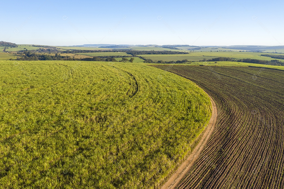 Vista aérea de um canavial com plantas jovens de um lado e anúncio