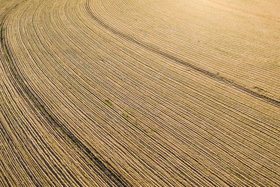 Vista aérea de um canavial com plantas jovens